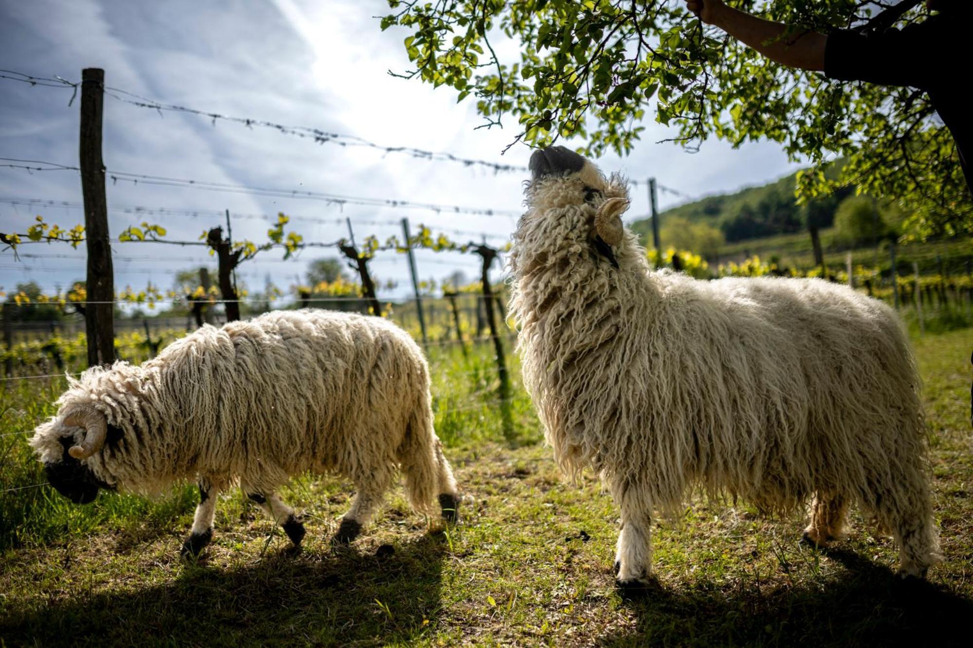 Weingut Jakob'S Ruhezeit Mautern Dış mekan fotoğraf